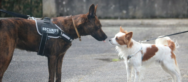 "Se tromper est humain, pardonner est canin", une journée prévention canine avec Vic Accueil !