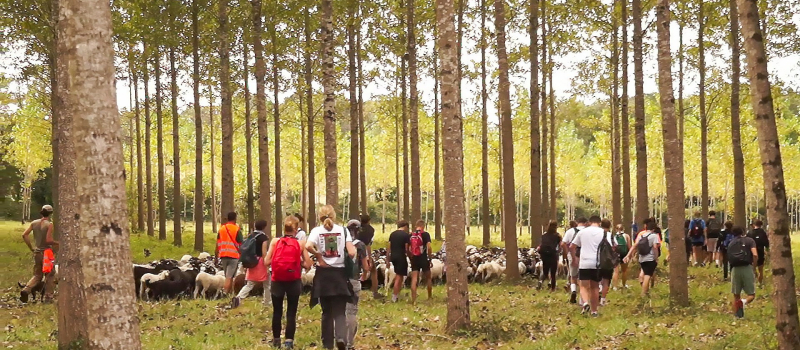 L'Écopâturage à Perchède sur la Route de la Transhumance