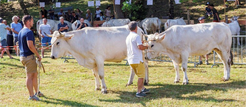Foire de la Madeleine 2023 : le bon choix
