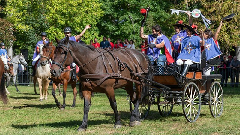 Découverte de l'univers du cheval