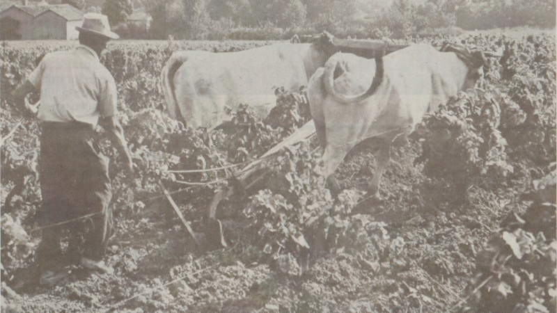 La vigne de nos pères : retour sur les méthodes de culture d'antan
