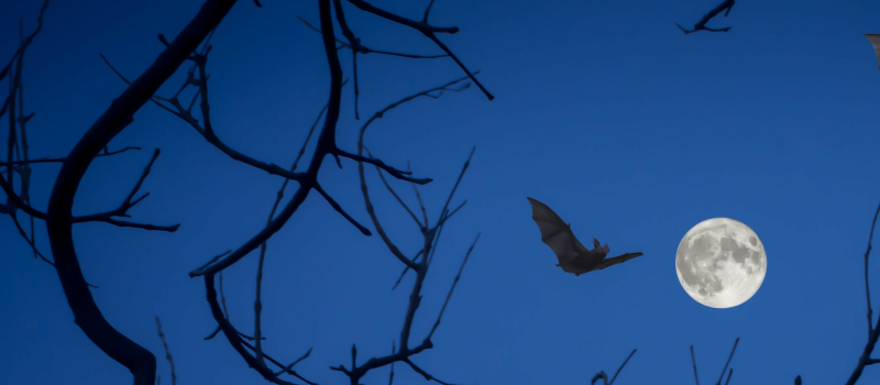 Ecoutons les ultrasons de chauves-souris !