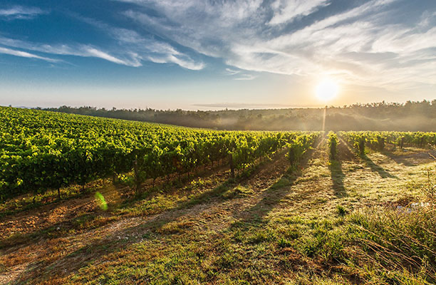 paysage-vignes.png