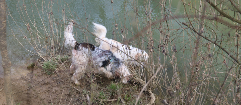 La  journée de prévention canine avec Vic Accueil, c'est samedi !