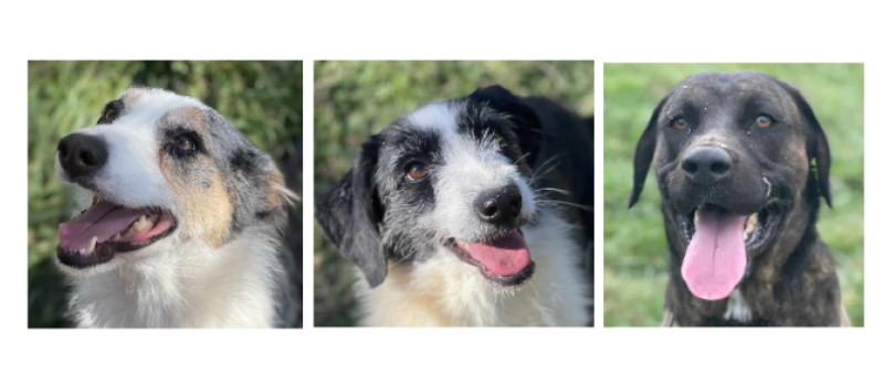 Nono, Victoria et Paco à la une cette semaine !