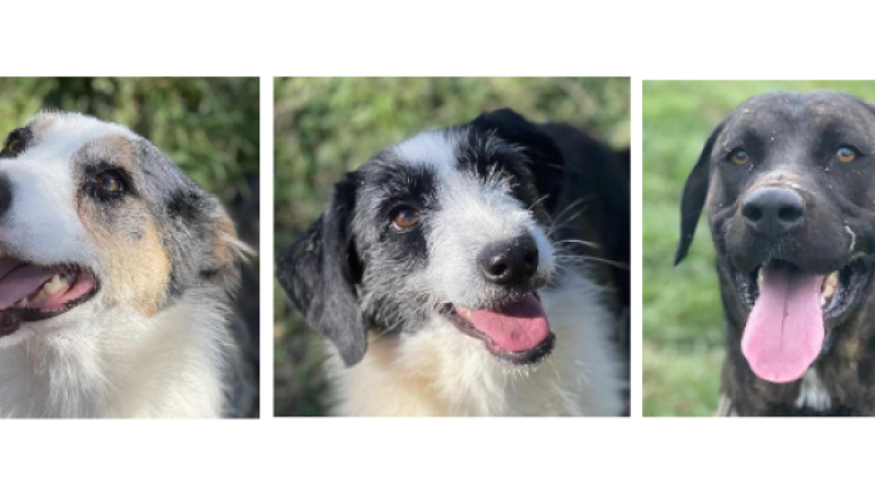 Nono, Victoria et Paco à la une cette semaine !