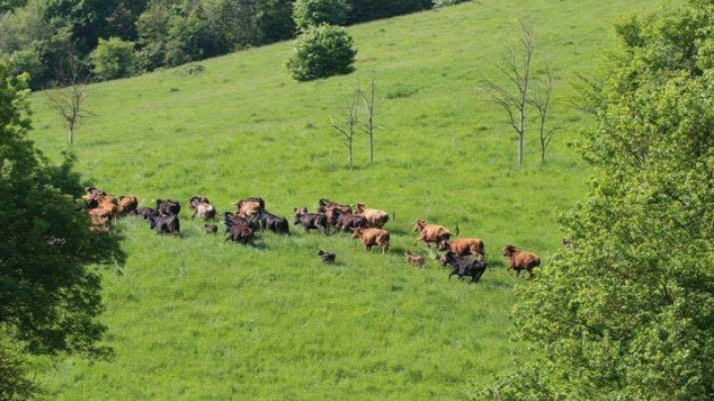 Fête du Lartet : changement de torero