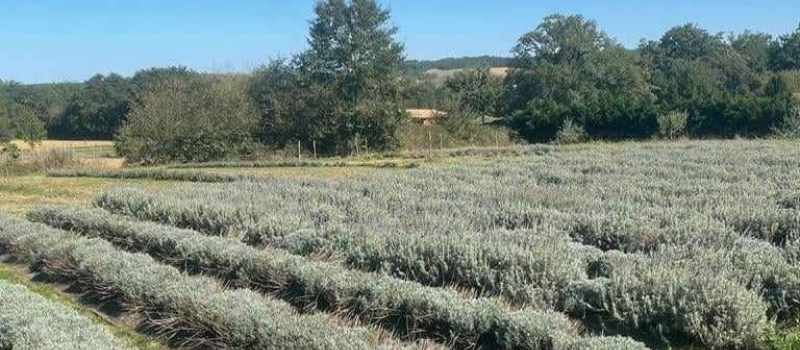 Les jardiniers des jardins familiaux en visite au Domaine d'Elusa
