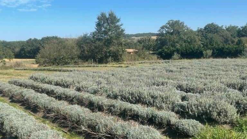 Les jardiniers des jardins familiaux en visite au Domaine d'Elusa