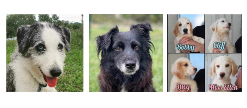 Deux paisibles demoiselles et huit chiots - les Dallas'dogs - à la une cette semaine !