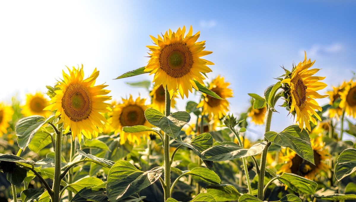 1200x680_gettyimages-1067914342.jpg