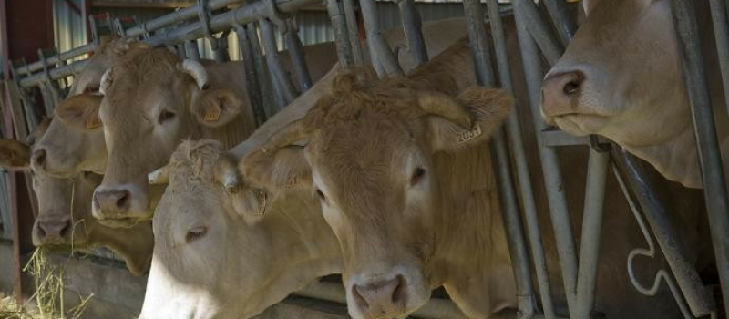 Maladie hémorragique épizootique : répondre à l’urgence sans occulter le long terme