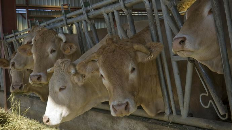 Maladie hémorragique épizootique : répondre à l’urgence sans occulter le long terme