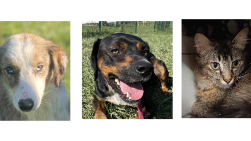 Deux jeunes chiens et un chat à la une cette semaine !