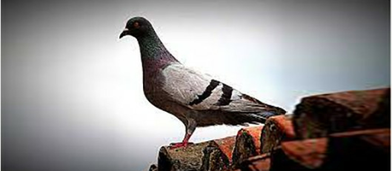 Elimination de pigeons
