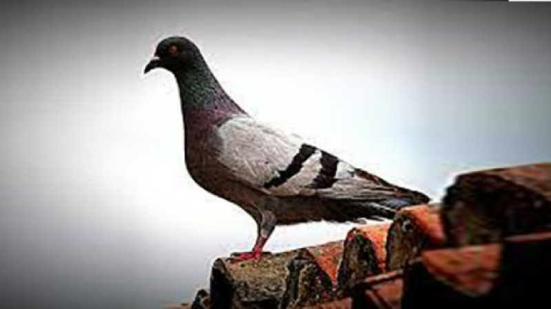 Elimination de pigeons
