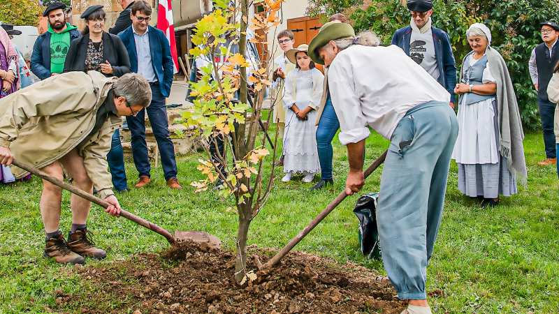 Un chêne planté à Lupiac fera penser à d'Artagnan, mort il y a 350 ans
