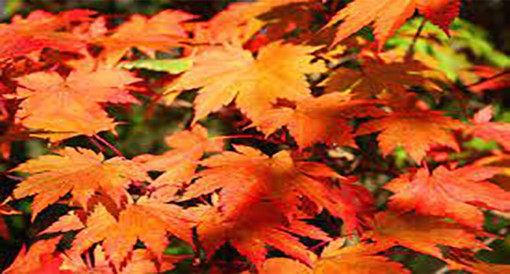 automne.jpg