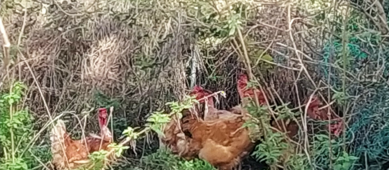 La poule au pot traditionnelle  avec la Gaule seissanaise