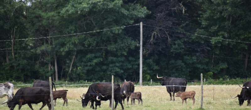 Ferrade, repas et gascounéjade