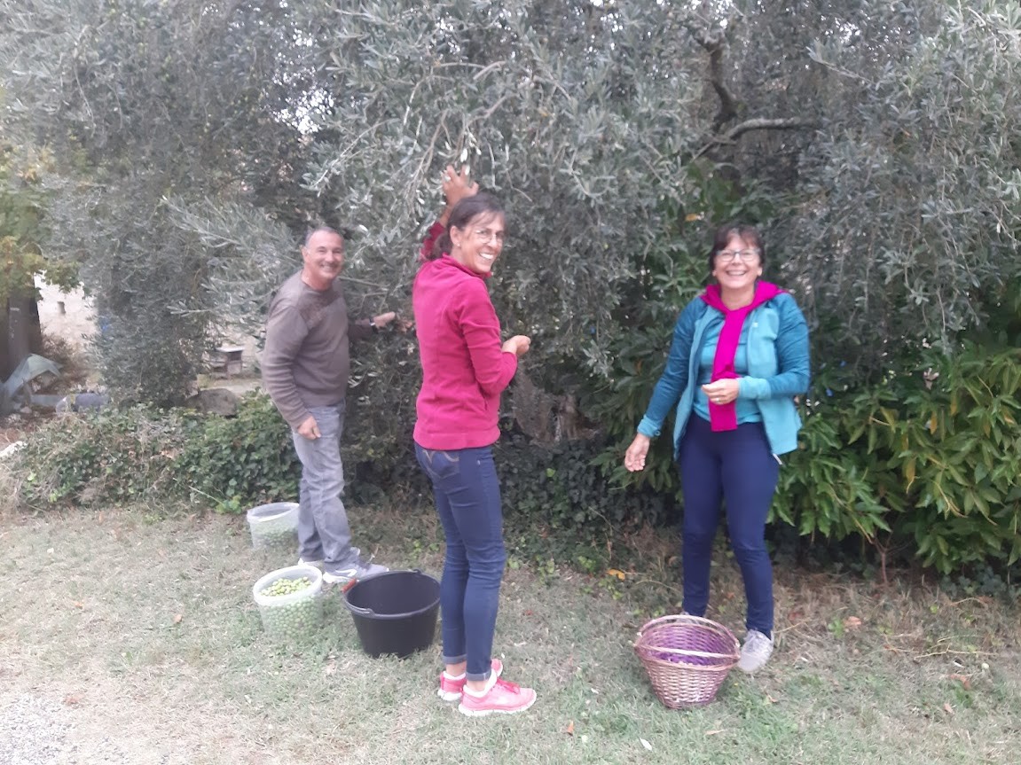 Récolte des olives dans la bonne humeur