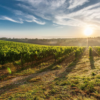 paysage-vignes.png