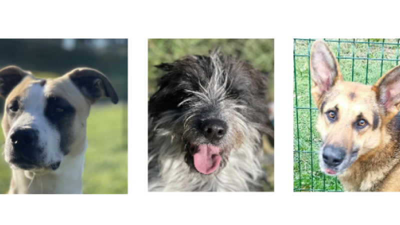 A la une cette semaine, Lola, Livaï et Nouki, les nouveaux venus !