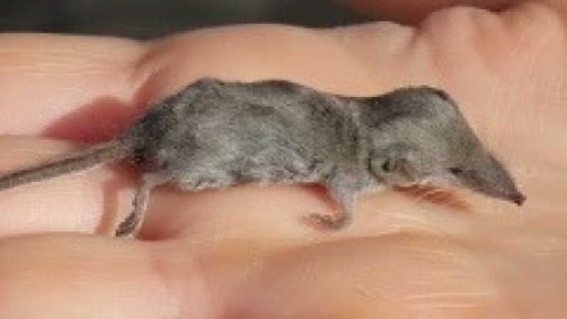 Qui a vu la pachyure étrusque ?