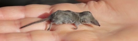 Pachyure étrusque 2.JPG
