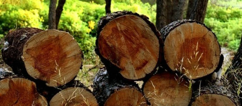 Apéro « Je dis bois » : Le Gers et ses chaînes d’approvisionnement le 30 novembre