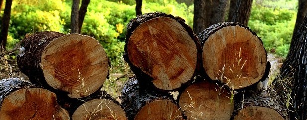 tas de bois 2.jpg