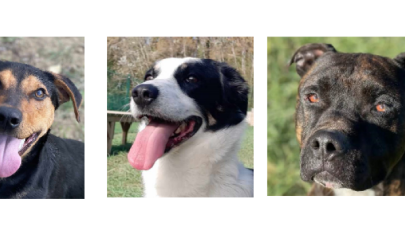 Les tout jeunes Jack et Bob et l'attachant Oreo à l'honneur cette semaine