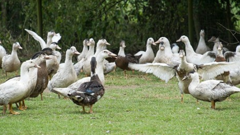 Grippe aviaire un nuage assombrit la situation.
