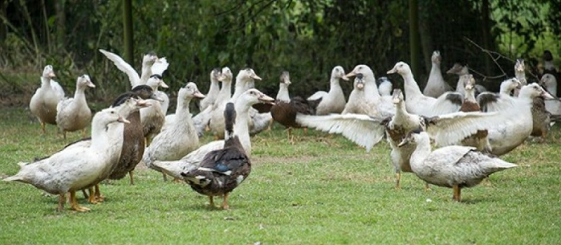 Grippe aviaire  la vigilance monte d’un cran