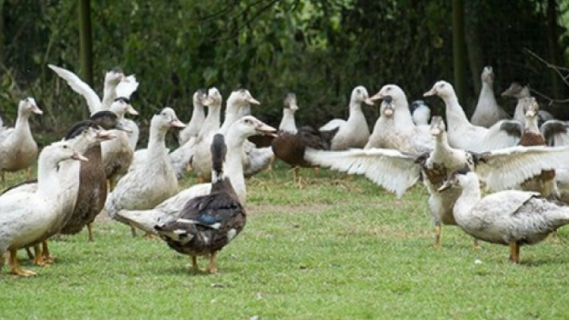 Grippe aviaire  la vigilance monte d’un cran