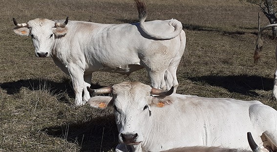 mirandaise vache