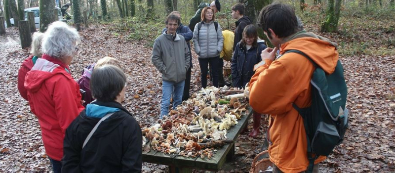 la Société Mycologique Gersoiseachève l'année en beauté