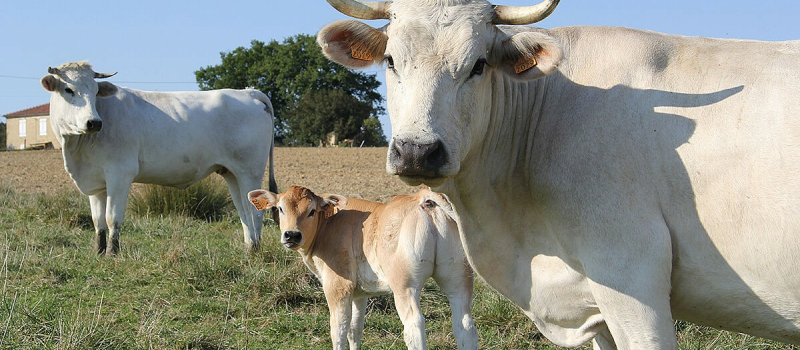 Agriculture : journées transmission