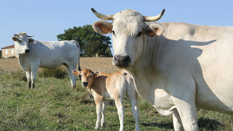 Agriculture : journées transmission