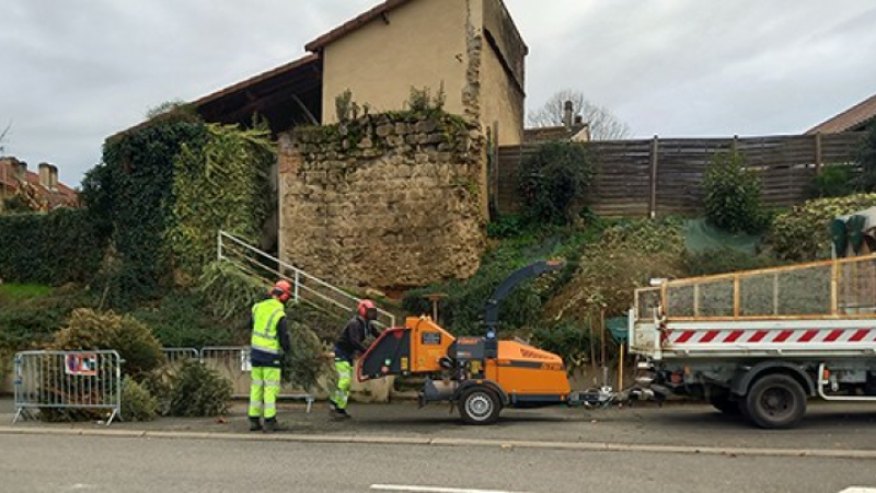Un geste écologique avec vos sapins