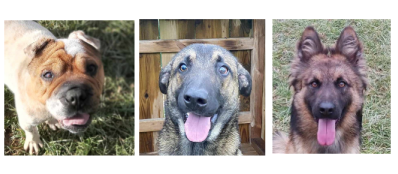Cathy, Jazz et Rox, les trois petits derniers de l'année  !