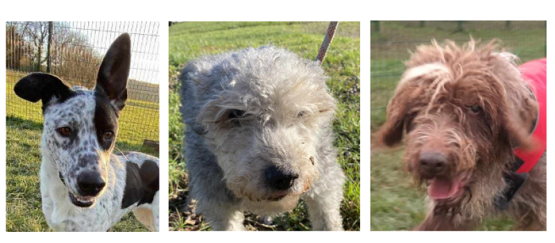 Une petite jeunette, un papi et une mamie à adopter en urgence en ce début d'année