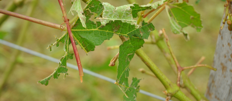 Indemnisation des pertes de fonds des calamités agricoles pour les intempéries du printemps 2023