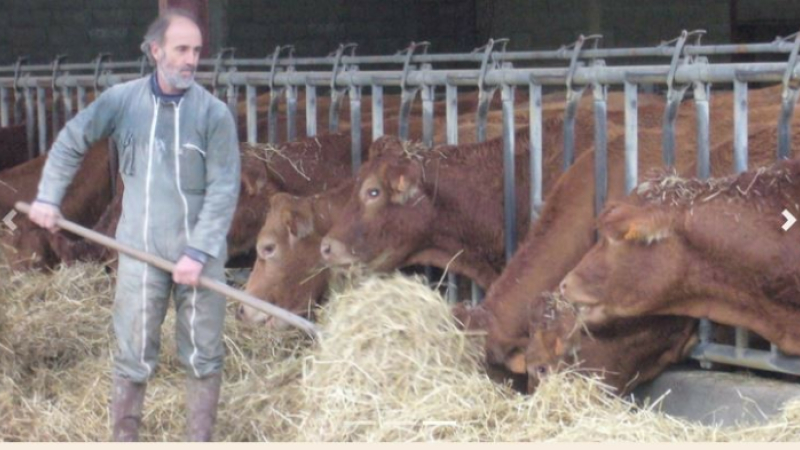 Maladie Hémorragique Epizootique : La filière élevage gersoise a fait le point  jeudi 11 janvier sur les conséquences de cette maladie