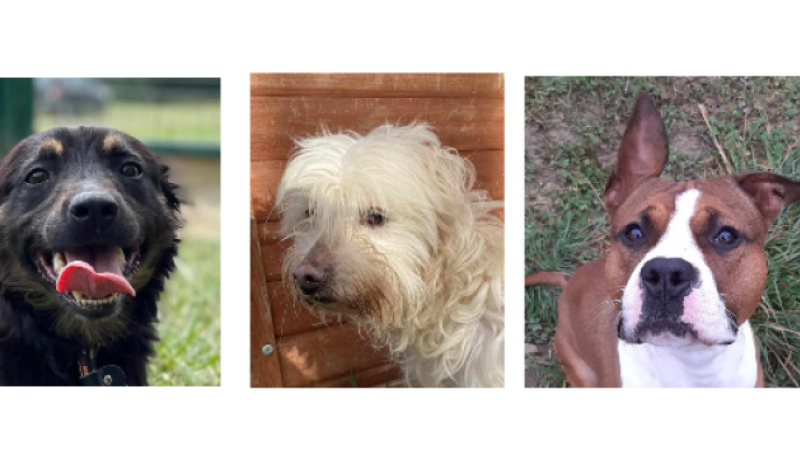 Deux jeunes chiens et un doyen cette semaine !