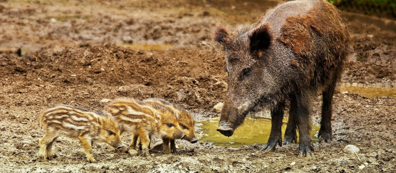 Des chiens victimes de la maladie du sanglier en Astarac