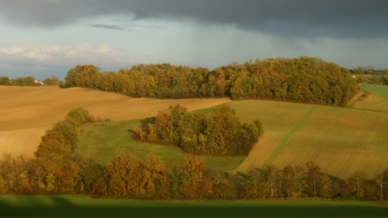 Arbre et paysage 32 : lancement des webinaires Territoires en transition