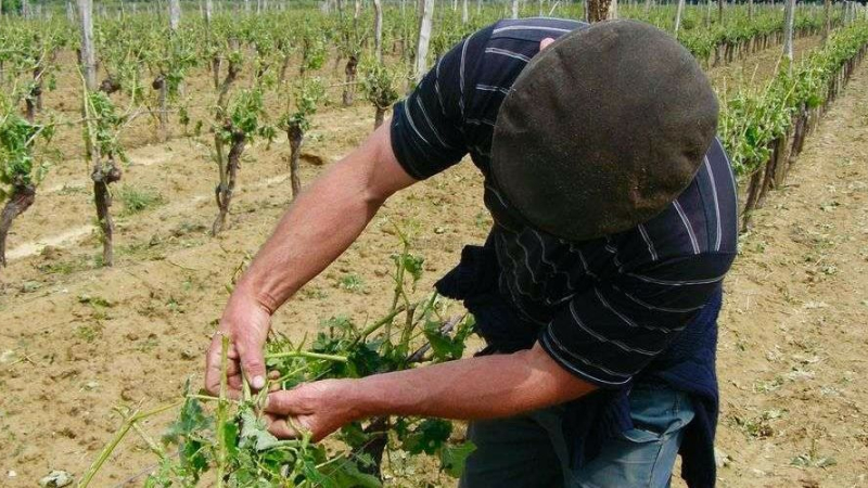 indemnisation des pertes de récoltes pour les productions non assurées
