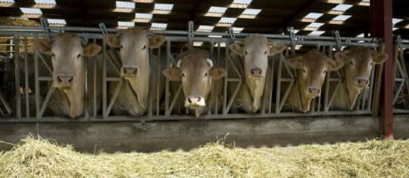 Maladie Hémorragique Epizootique : ouverture des dispositifs d’indemnisation pour les élevages impactés