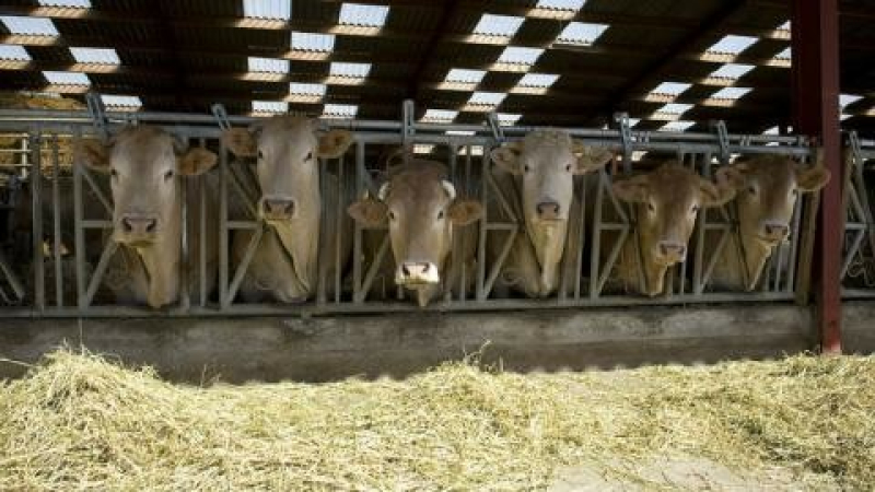 Maladie Hémorragique Epizootique : ouverture des dispositifs d’indemnisation pour les élevages impactés